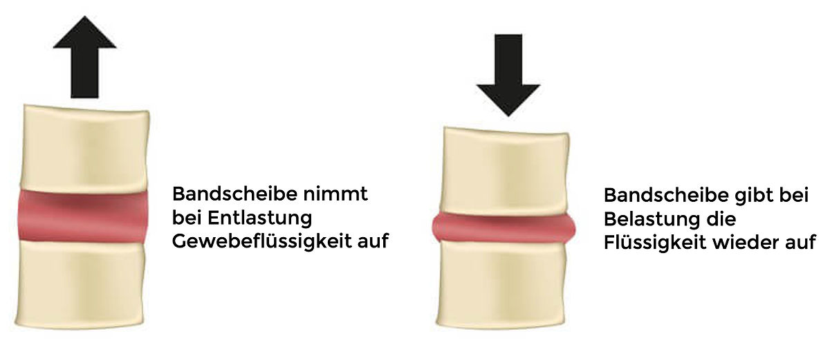Schwammprinzip der Bandscheibe