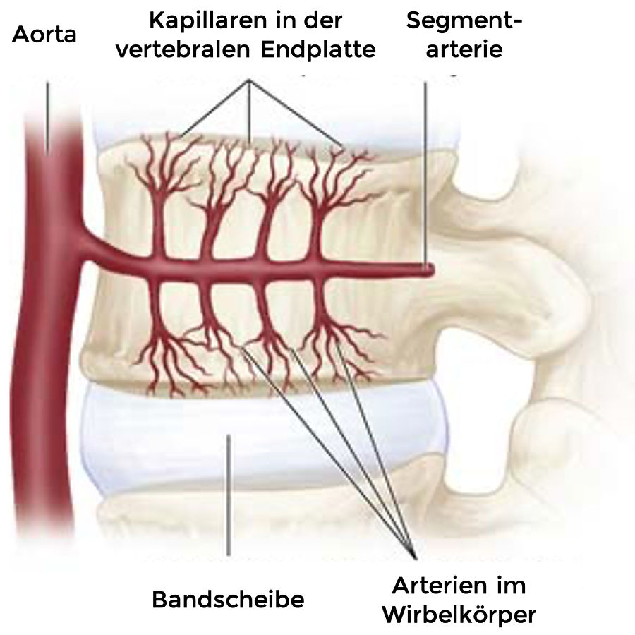 Durchblutung der Bandscheibe