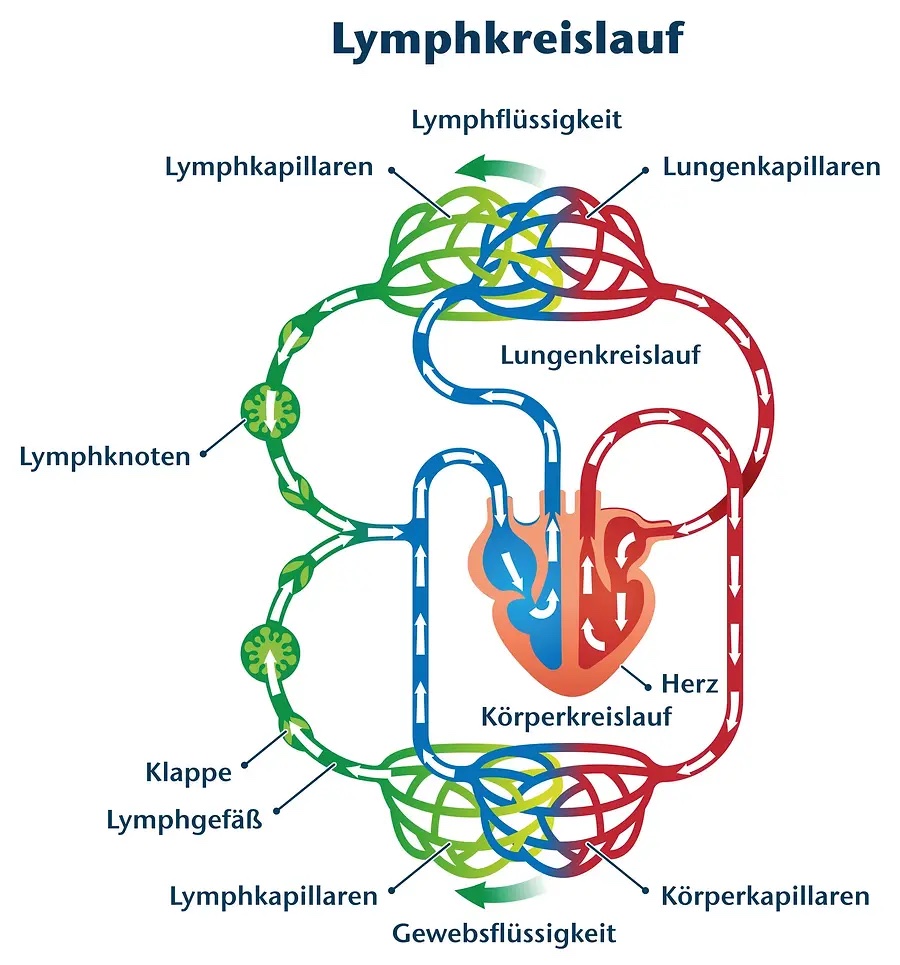 Der Lymphkreislauf