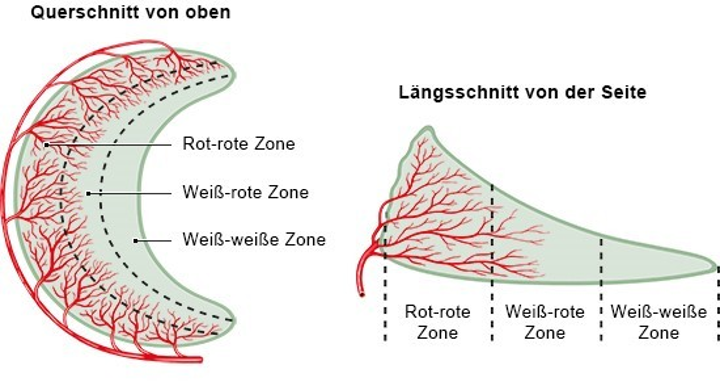 Meniskusdurchblutung