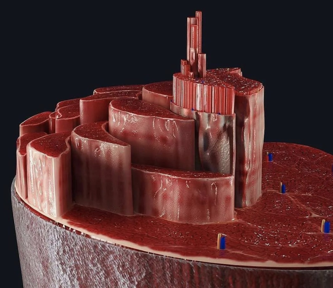 Anatomie des Muskels