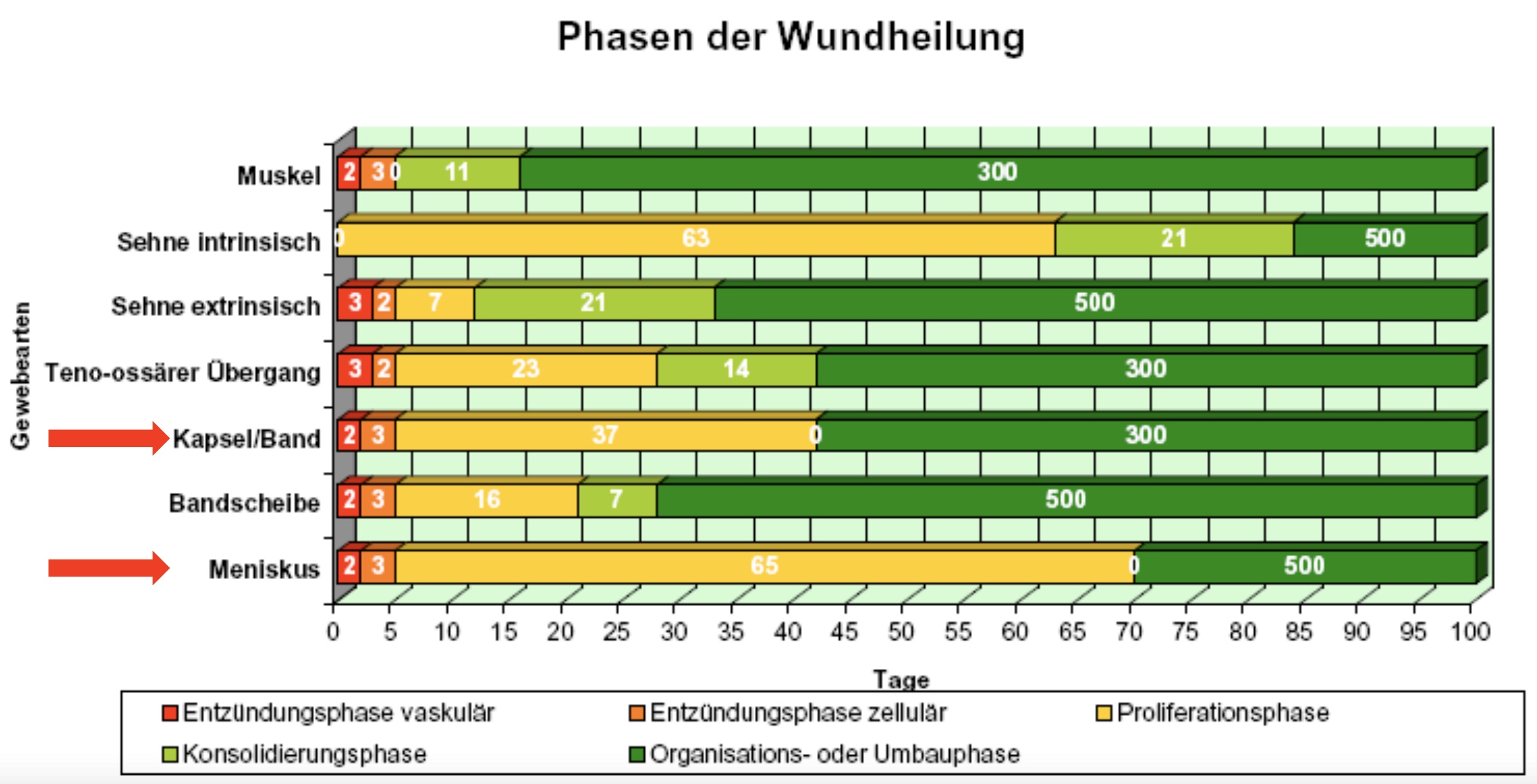 Phasen der Wundheilung