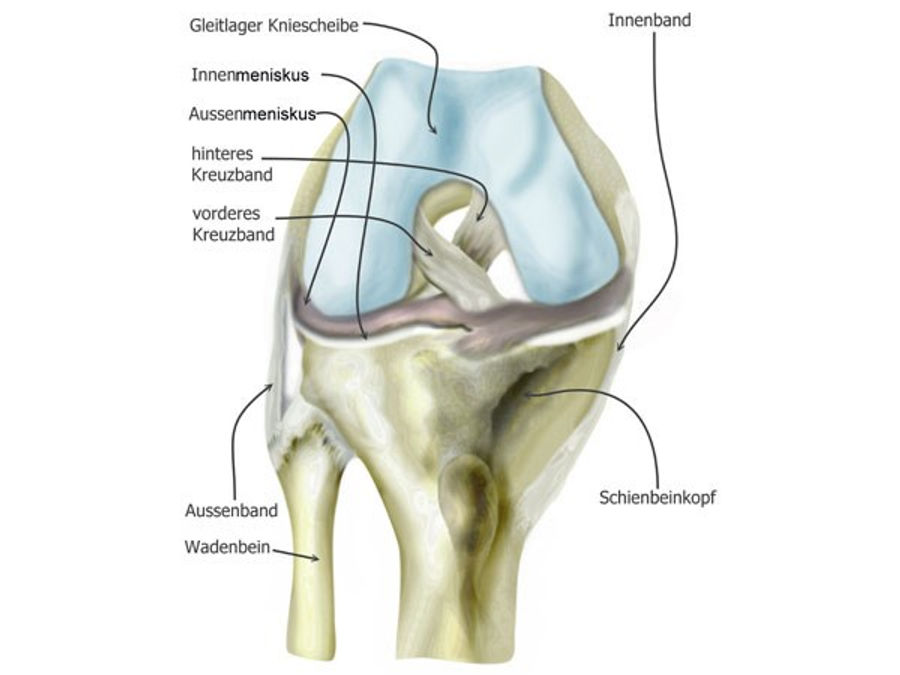Anatomie des vorderen Kreuzbandes